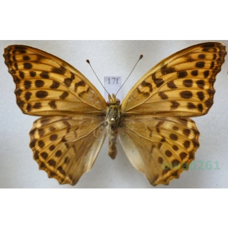 Argynnis paphia (Linnaeus, 1758) female Dostojka malinowiec Czech17f